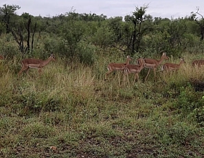 april2022/exclusive_BenEthanAfterSafariCumEat